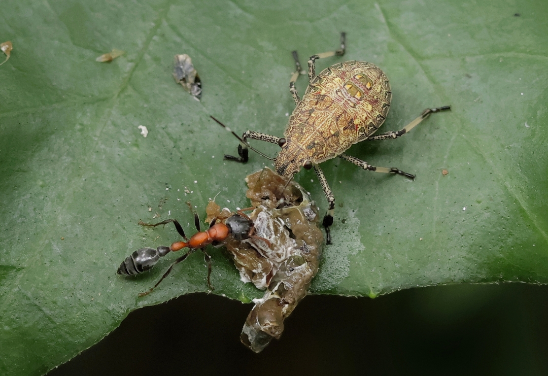Macro photography