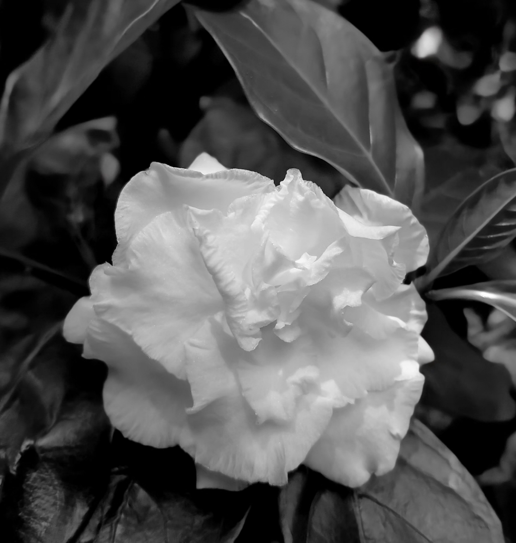 Blossom