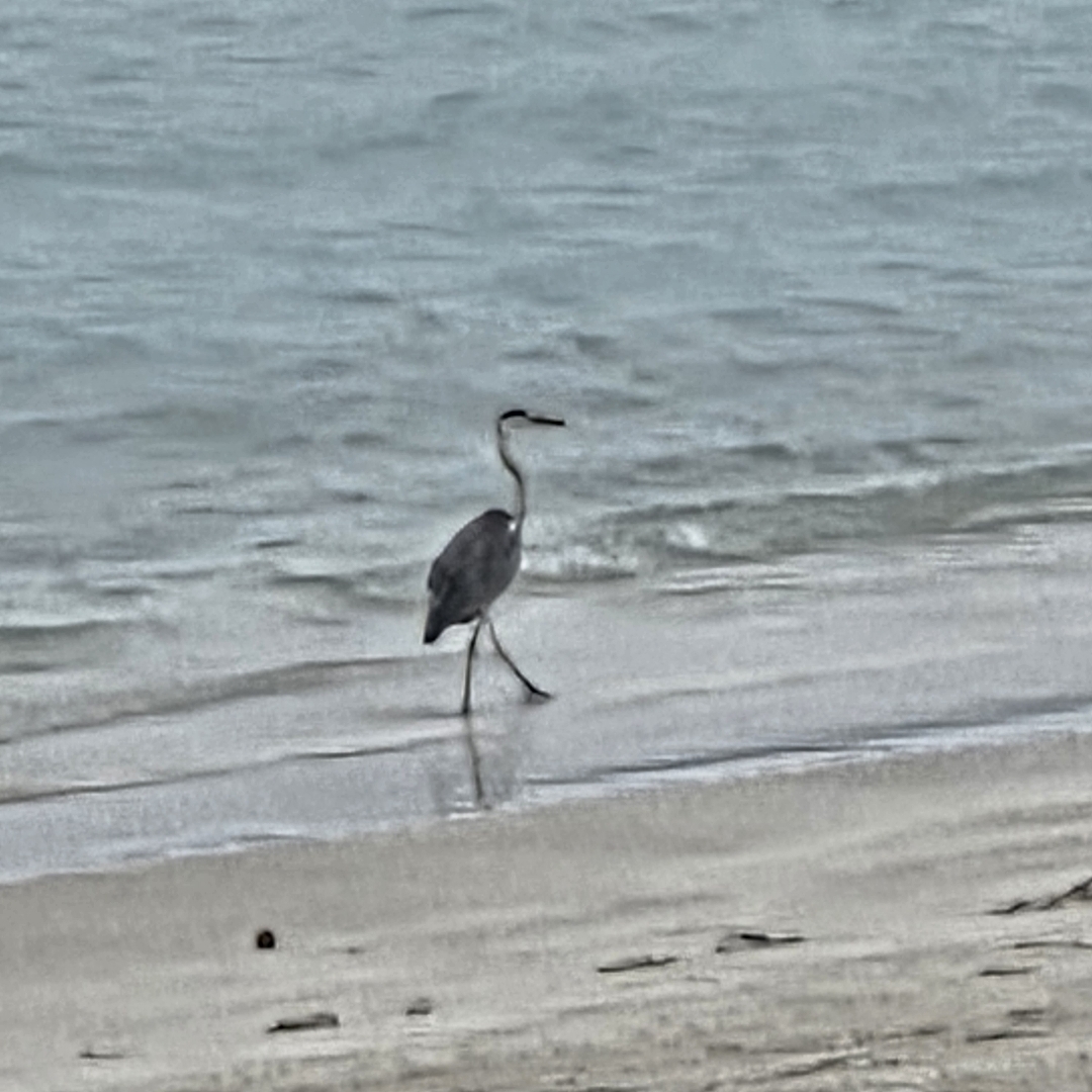 I wish I had a better camera