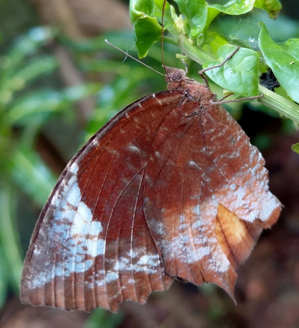 Tailed Palmfly