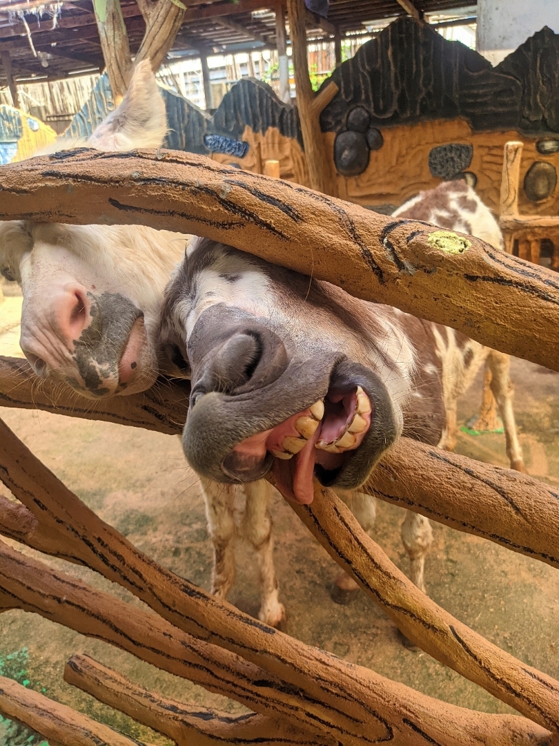 Batam Zoo Paradise