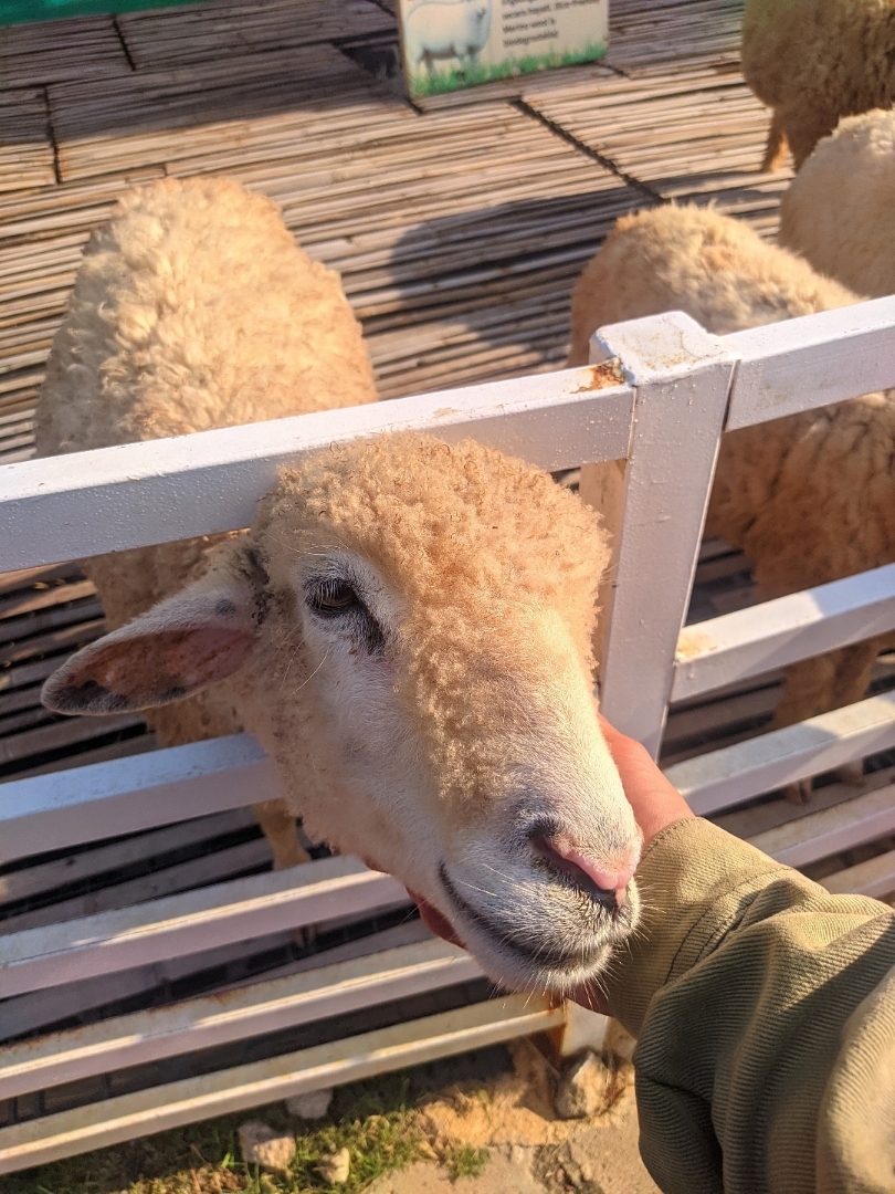 The Sheep
