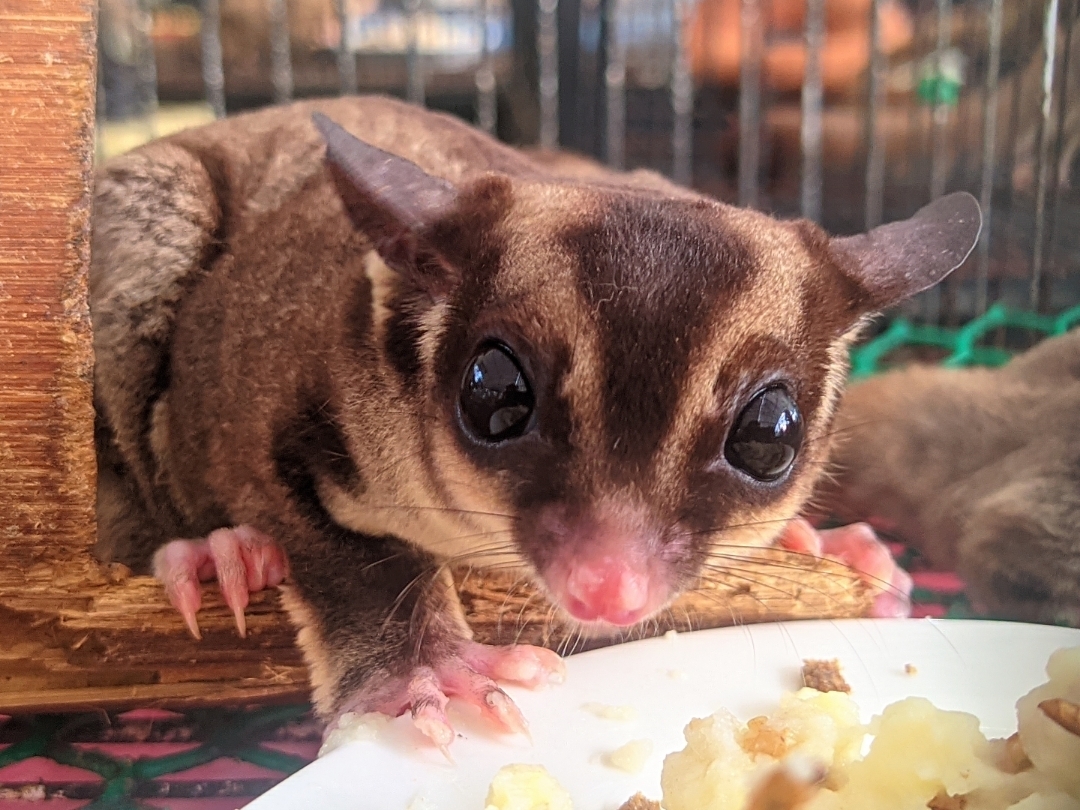 zoo paradise batam