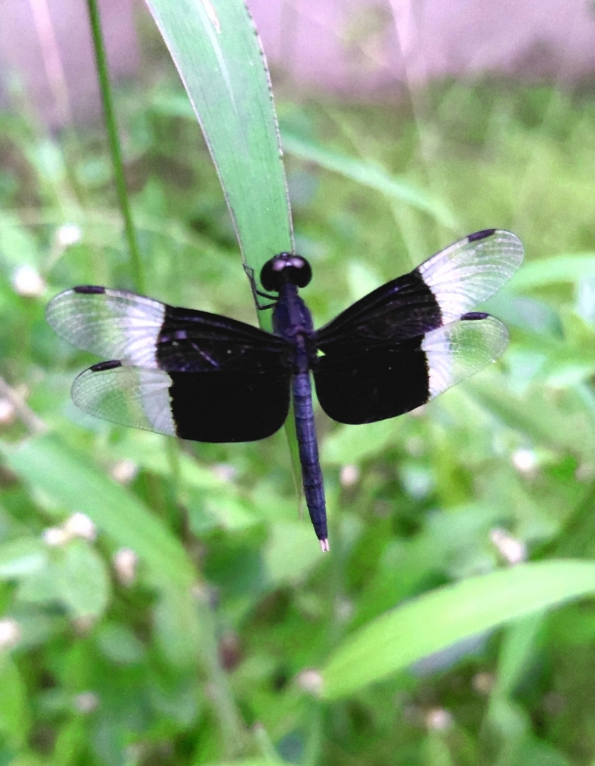 Pied Paddy Skimmer dragonfly