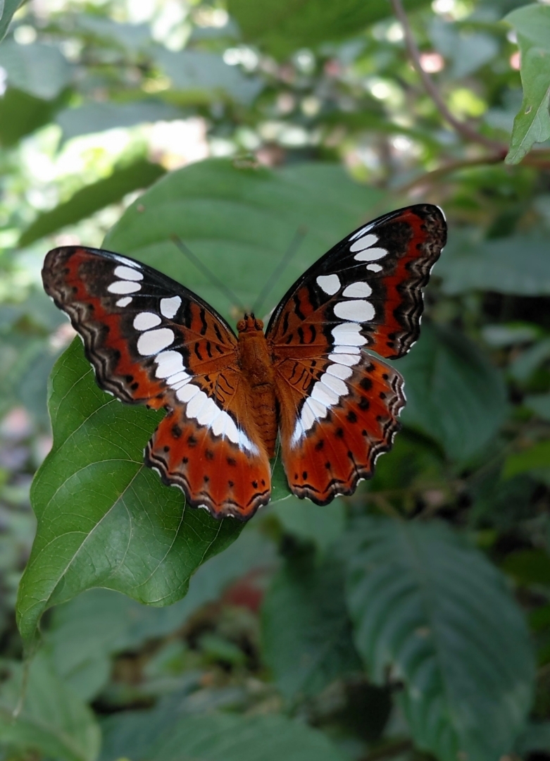 Commander butterfly