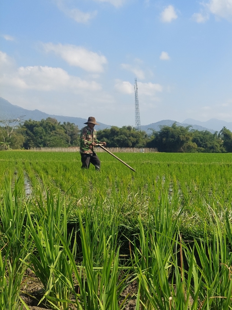 Membersihkan Sawah