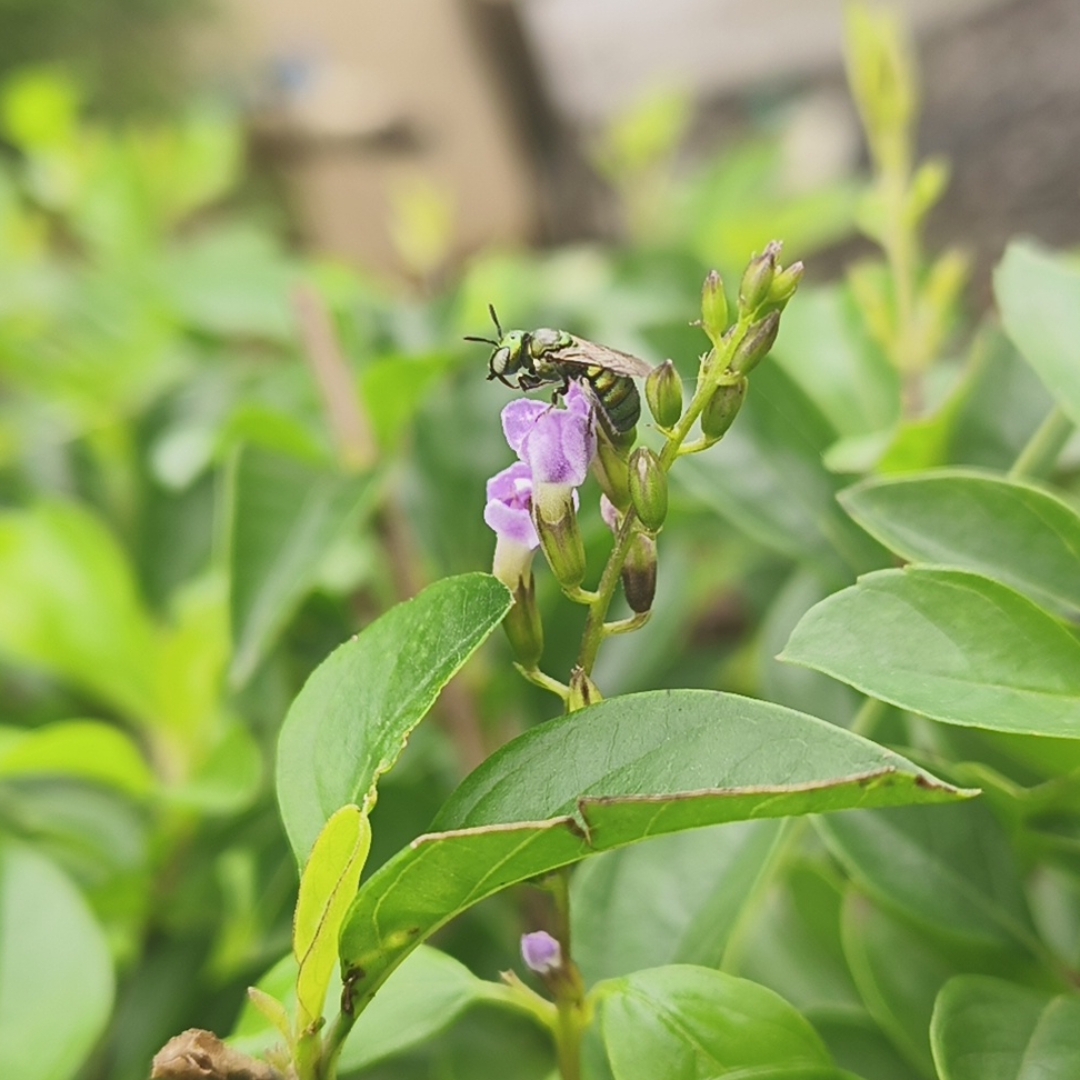 Sweat bee
