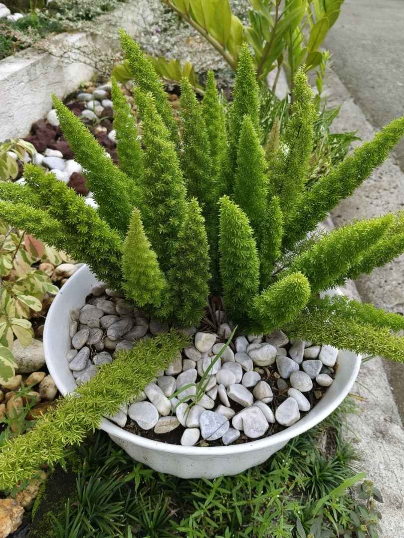 Foxtail Fern