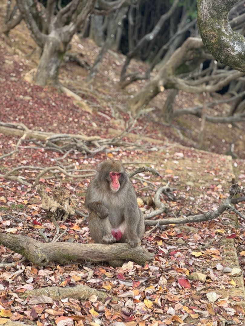 Arashiyama Monkey Park🇯🇵