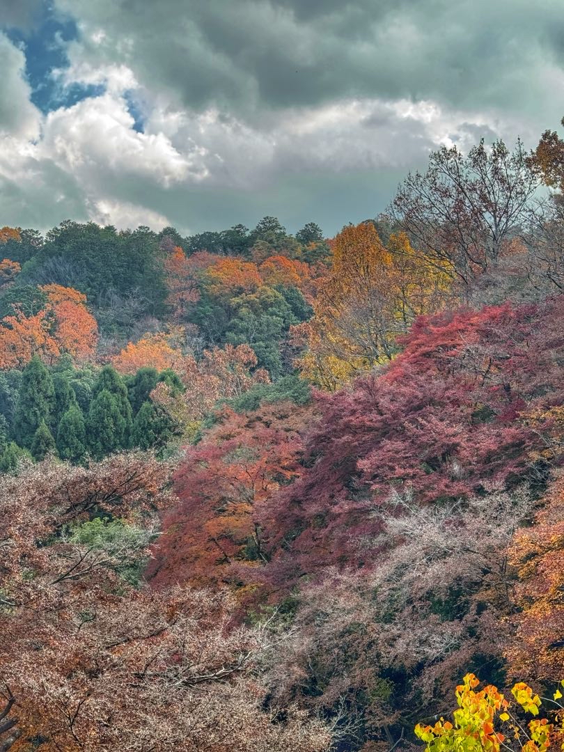 Arashiyama Park🇯🇵