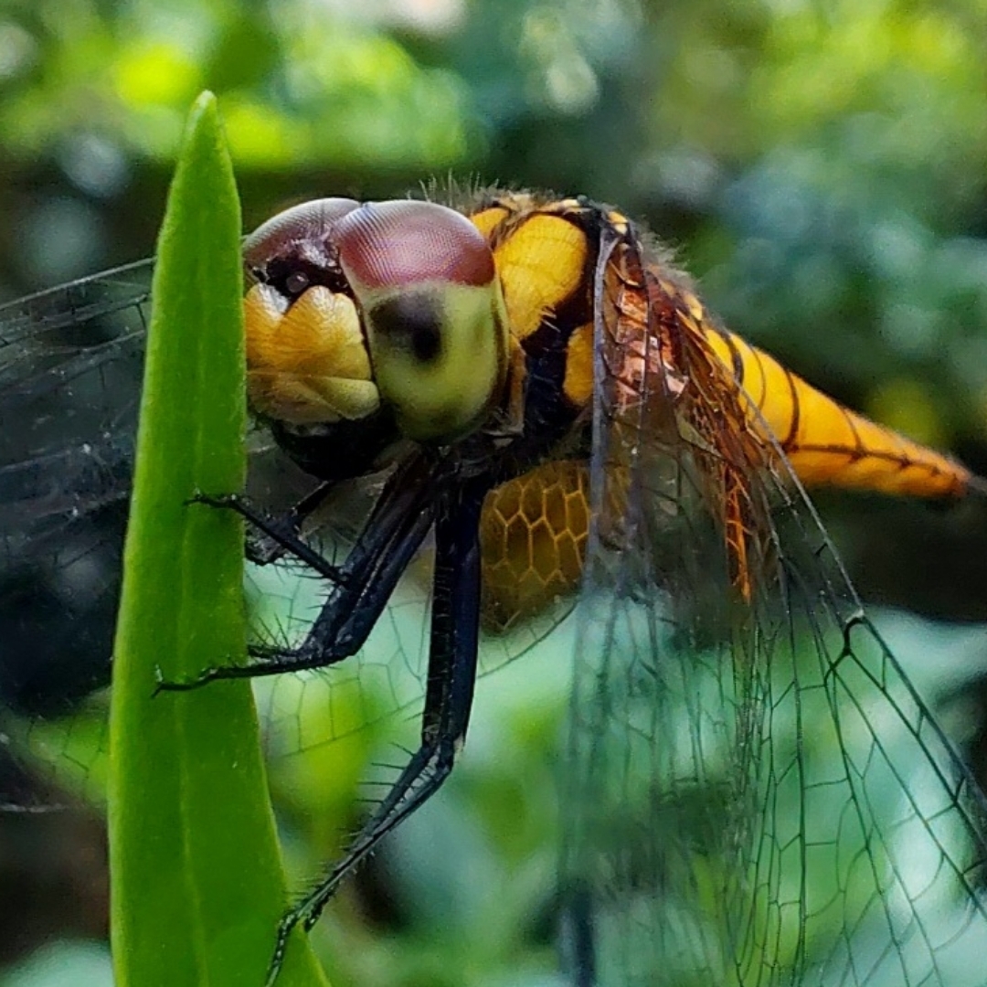 macro world