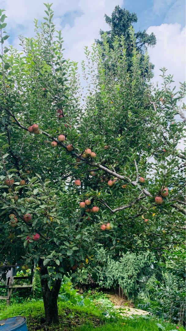 Apple Time