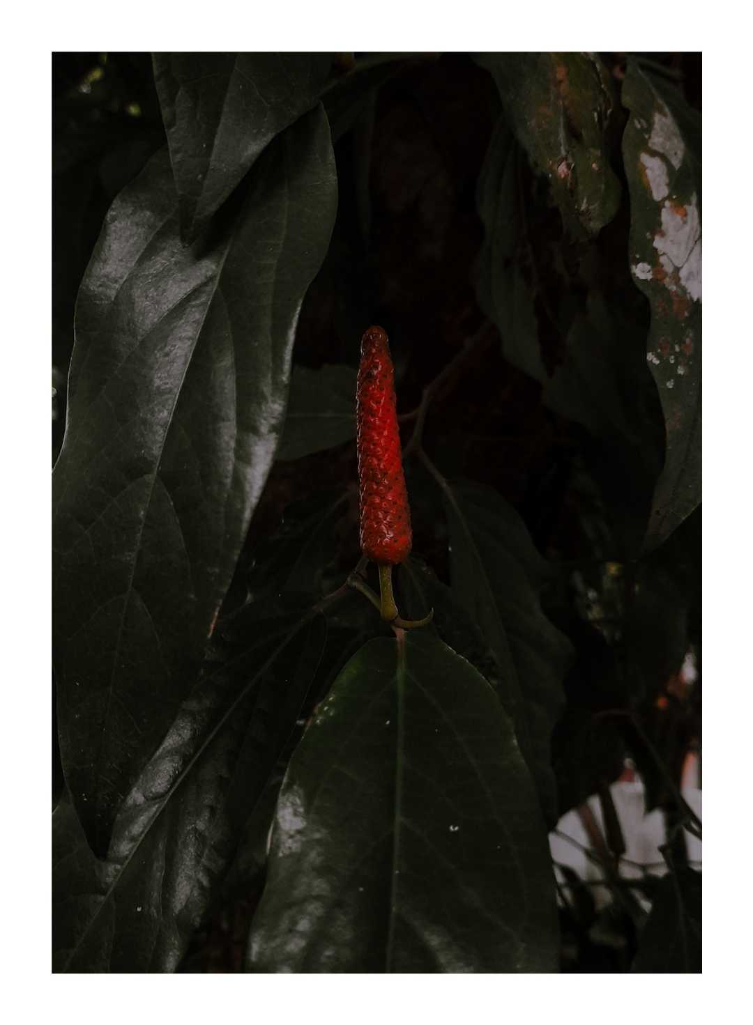cabe jawa