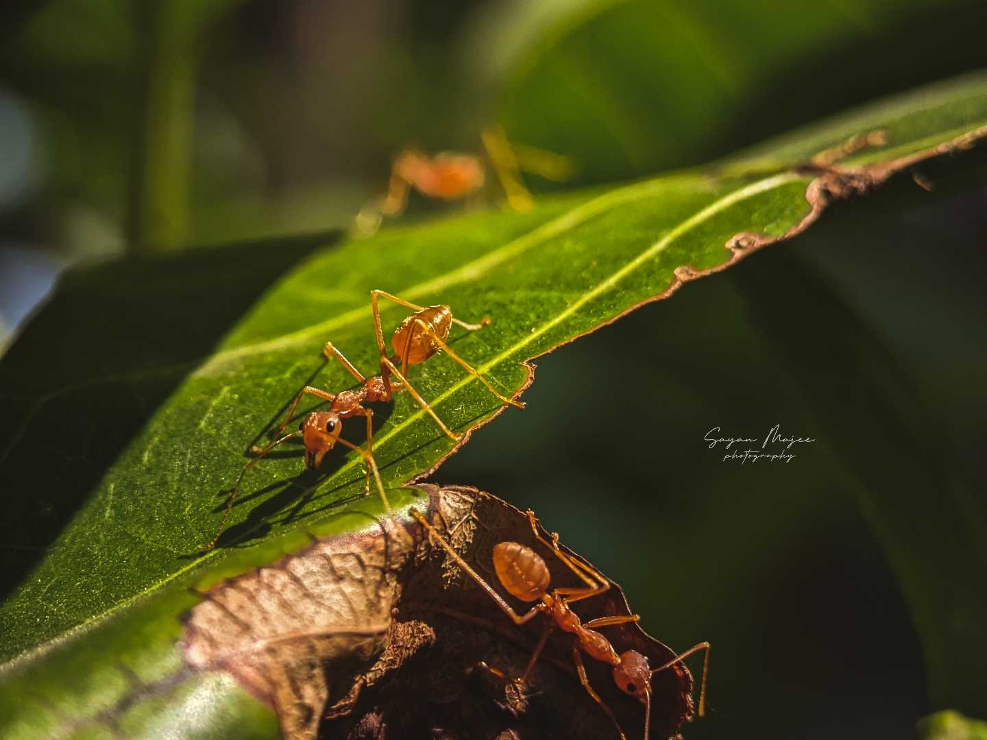 MACRO