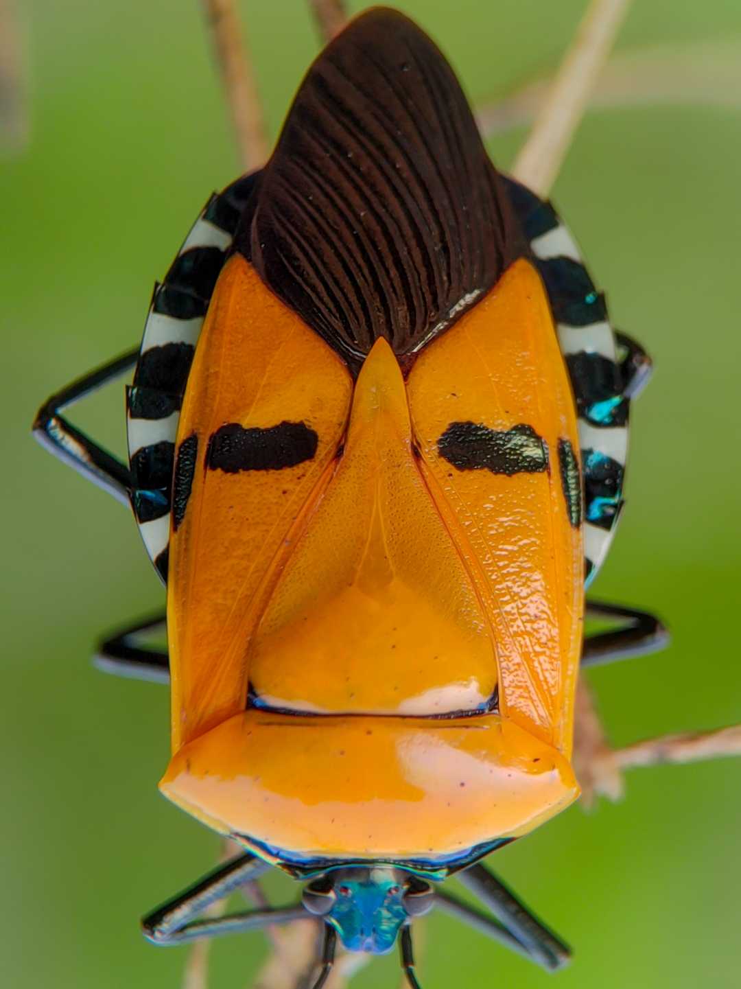 Insect.