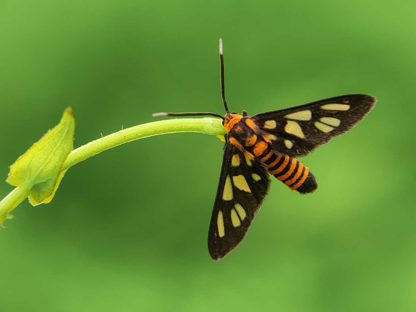 Amata.