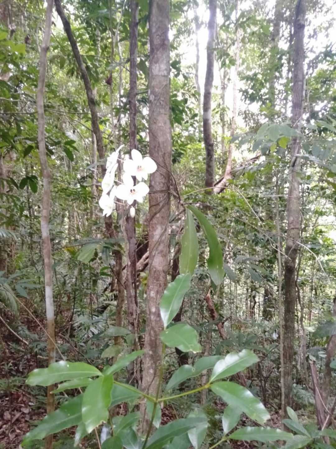 Anggrek Bulan