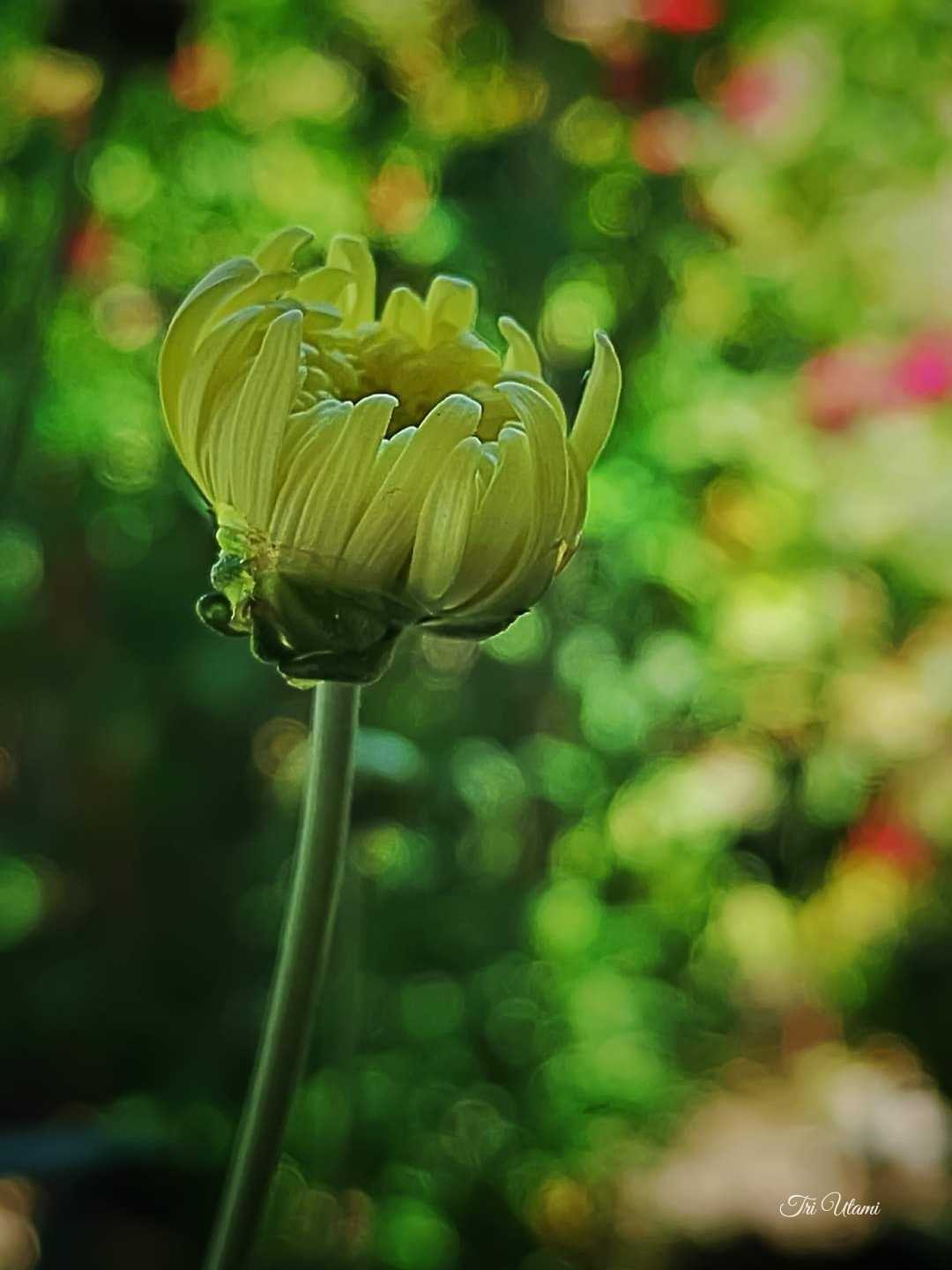 Kuncup Bunga Chrysanthemum 