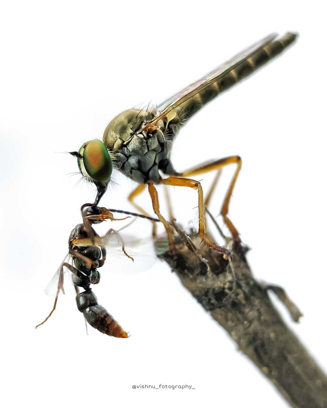 Robber fly