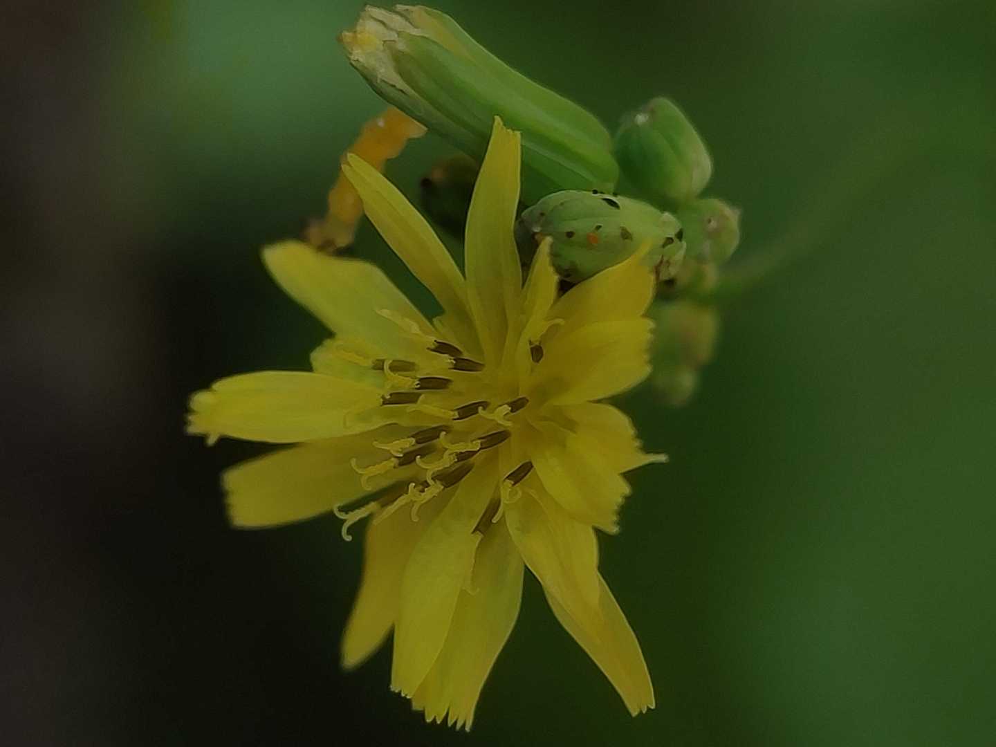 Youngia japonica