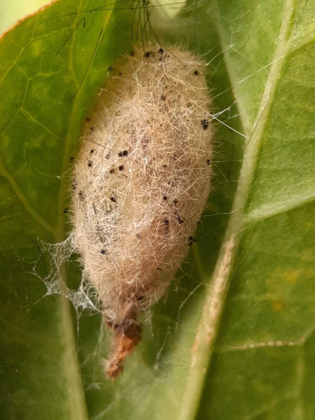 Rusty Tussock Moth (Orgyia antiqua)


