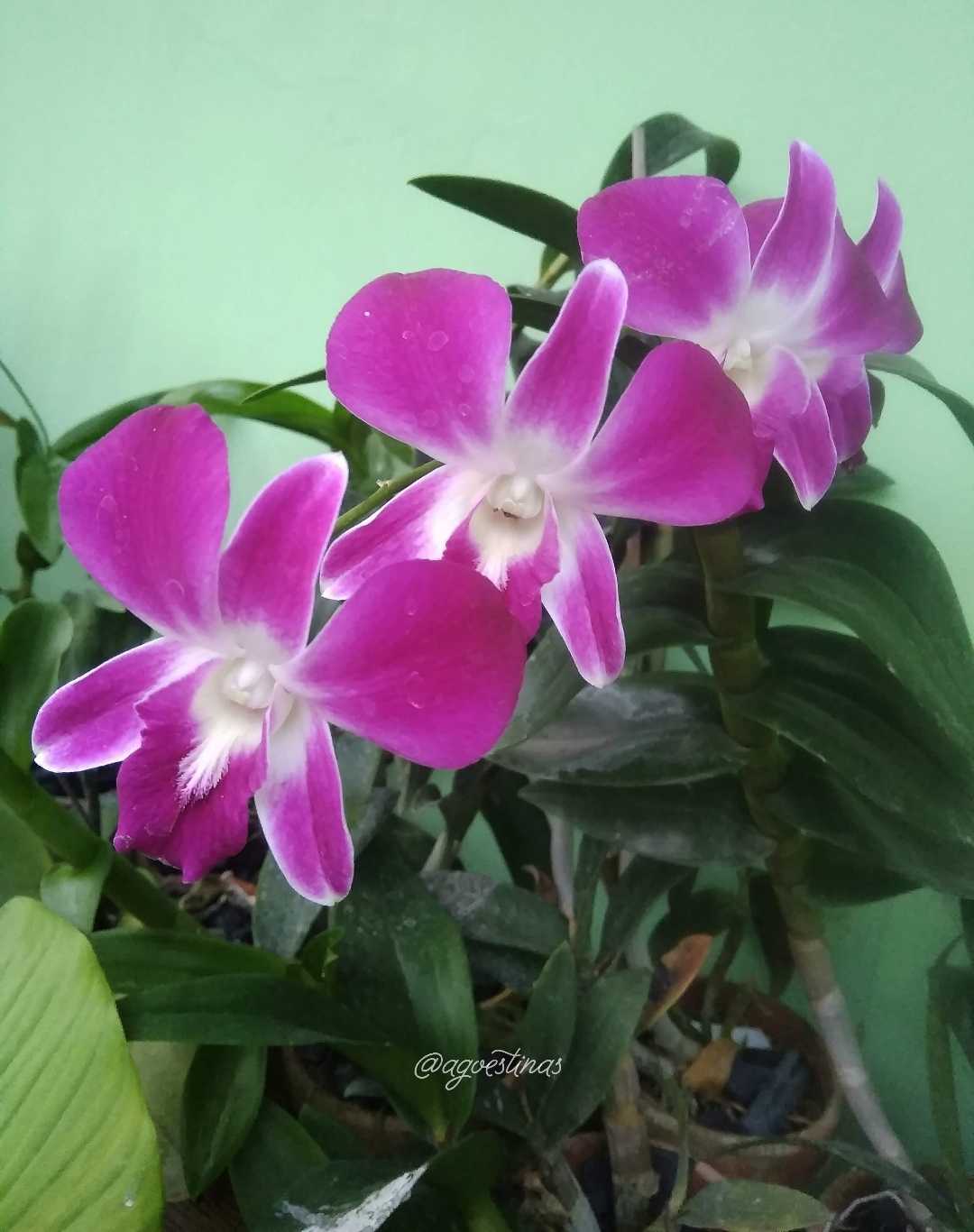 Dendrobium Nobile 