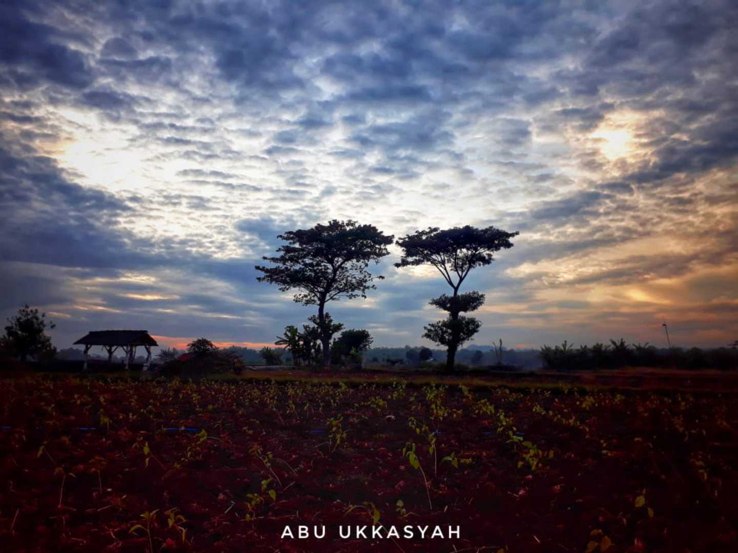 Pohon berdua