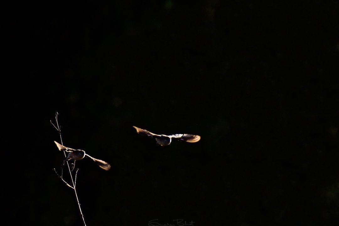 Indian Silver bill