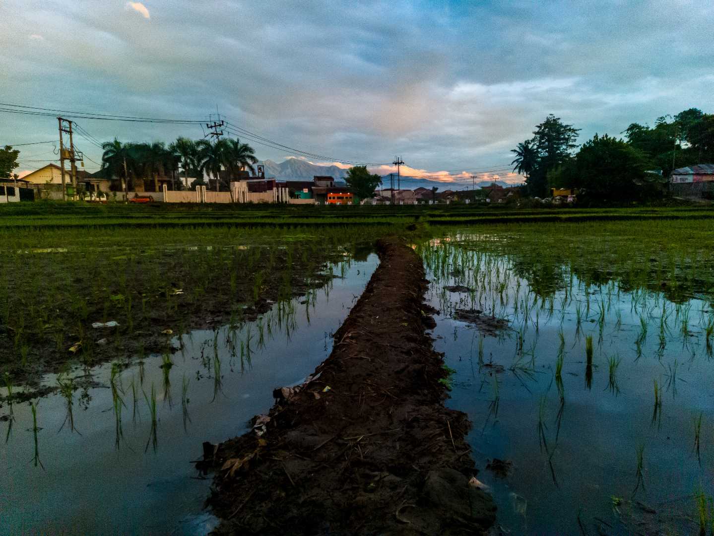 pematang sawah