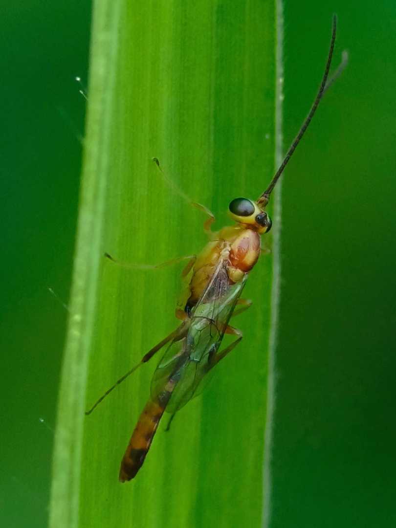 WASP