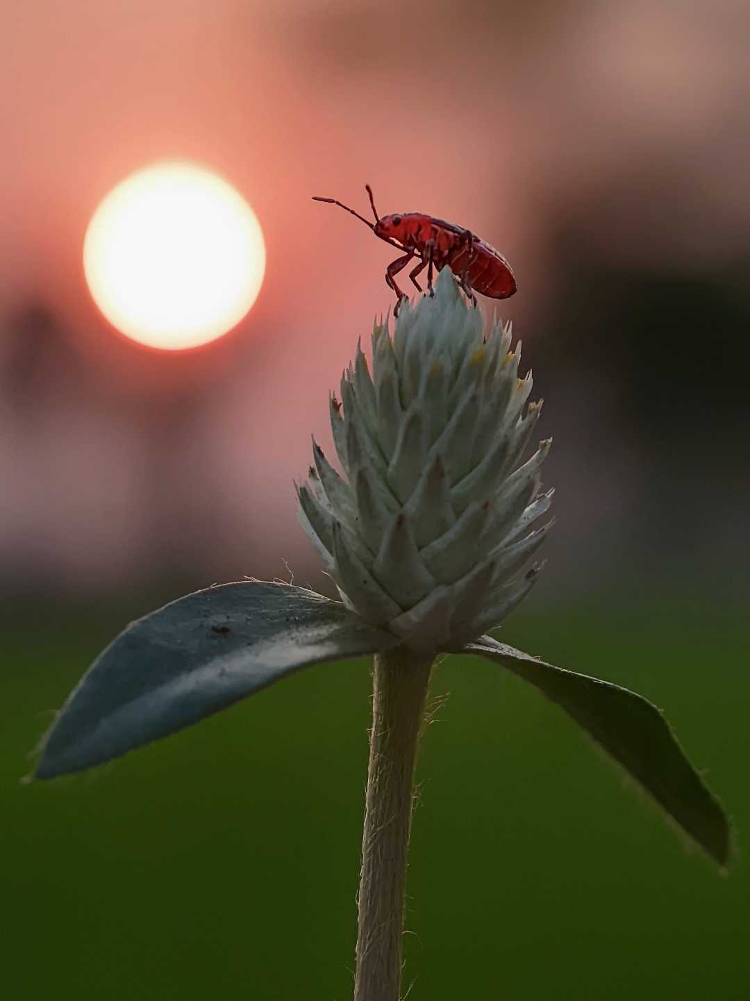 Wild Sunset 