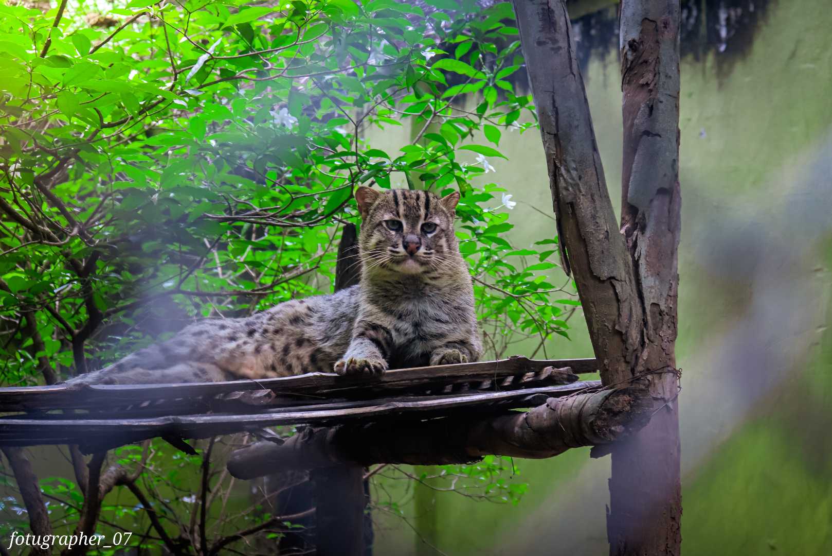 Jungle Cat