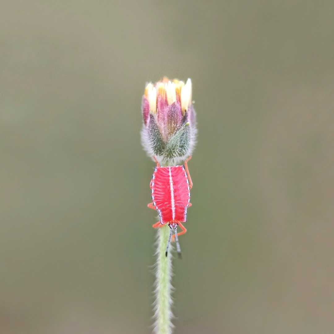 merah