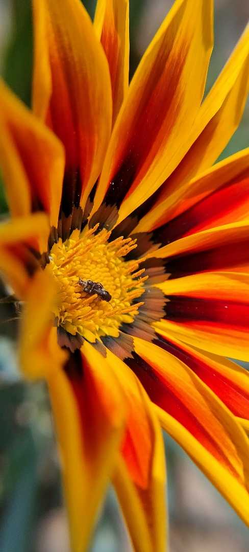 Pollination in Frame 🐝🌻