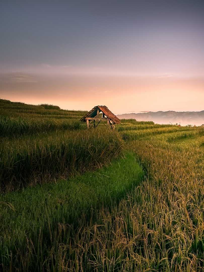 Sawah