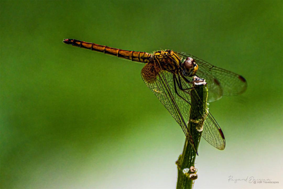 Crimson Marsh Glider