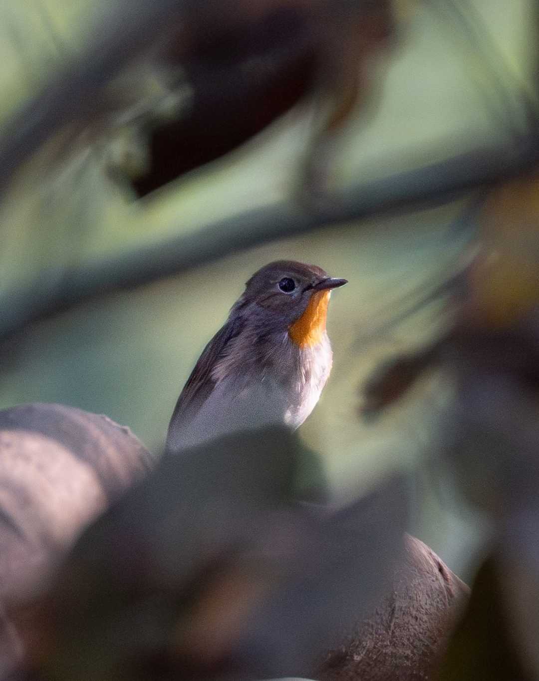 Red-breasted flycatcher