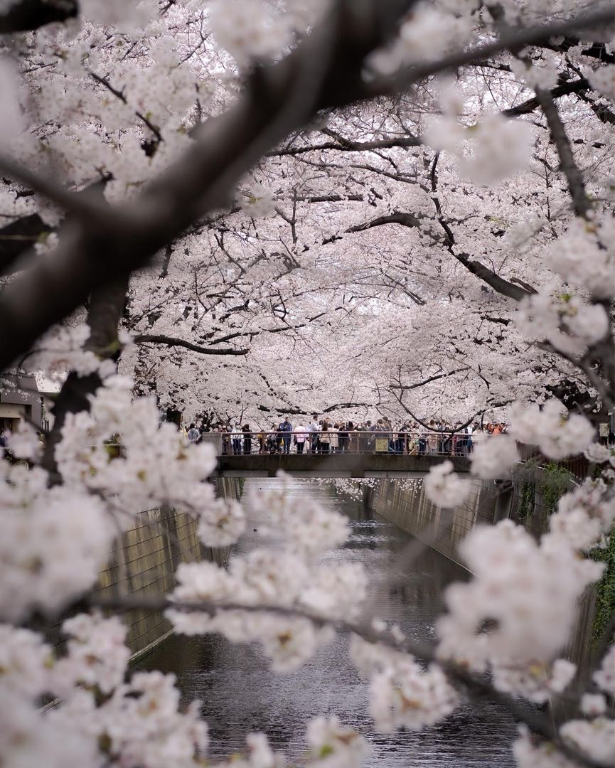 cherry blossoms 