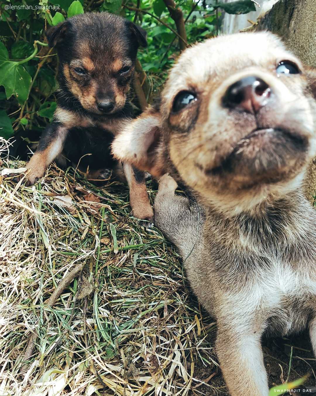 Cute Puppies 😍
