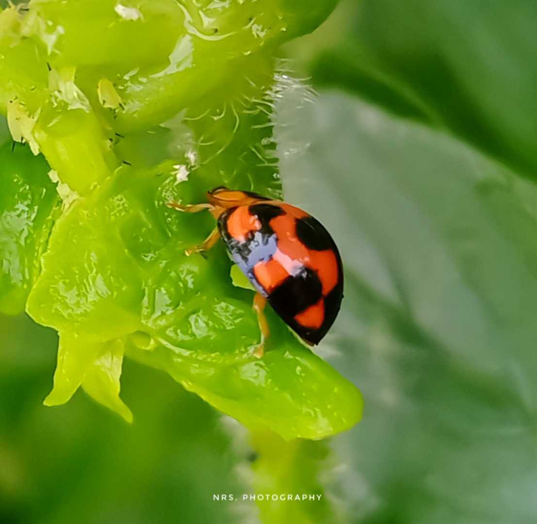 ladybug /kepik/kumbang koksi