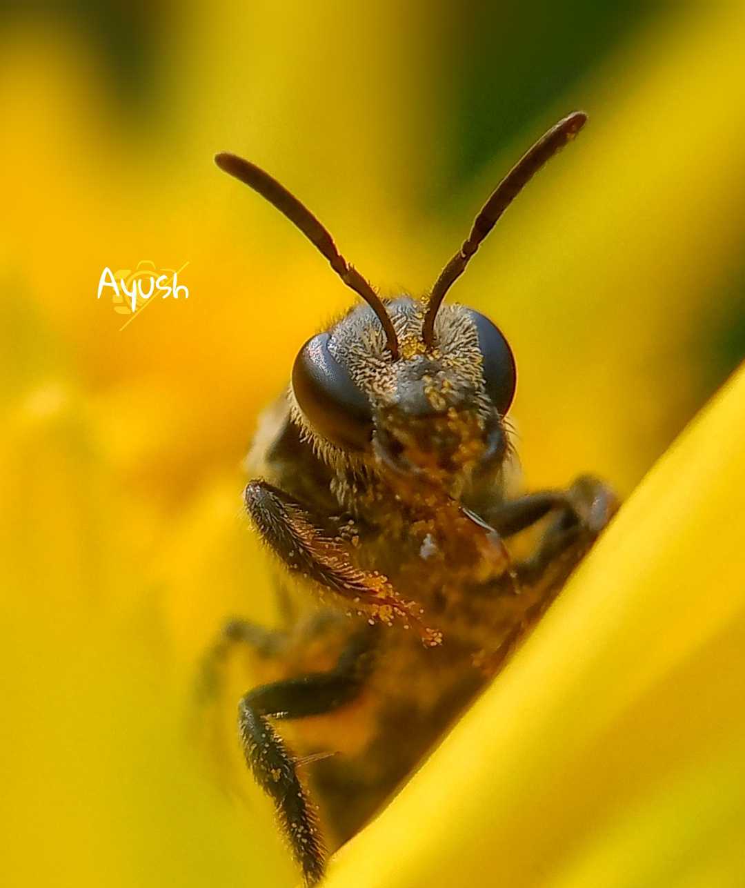 Black Bee