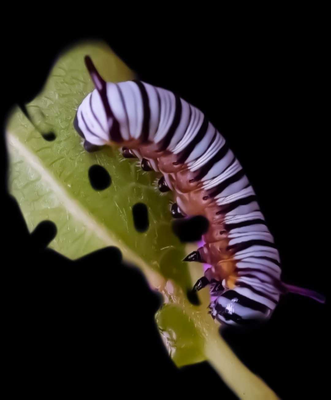 caterpillar