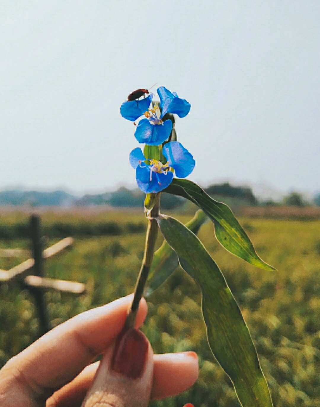 gudmrng pindle