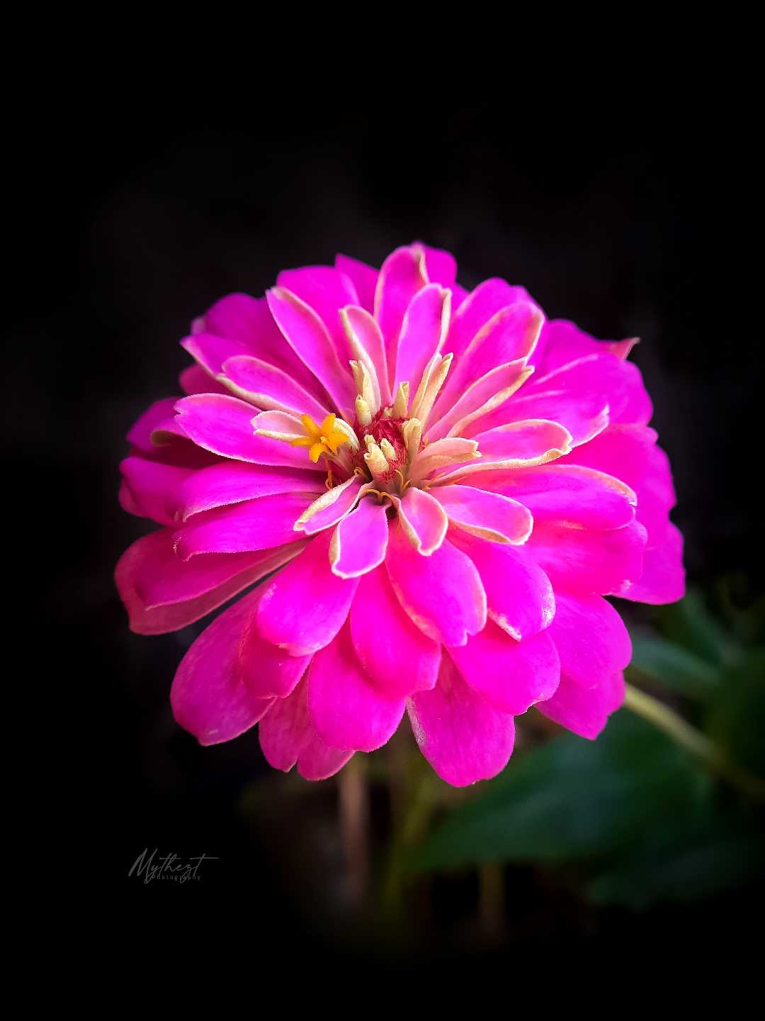 zinnia