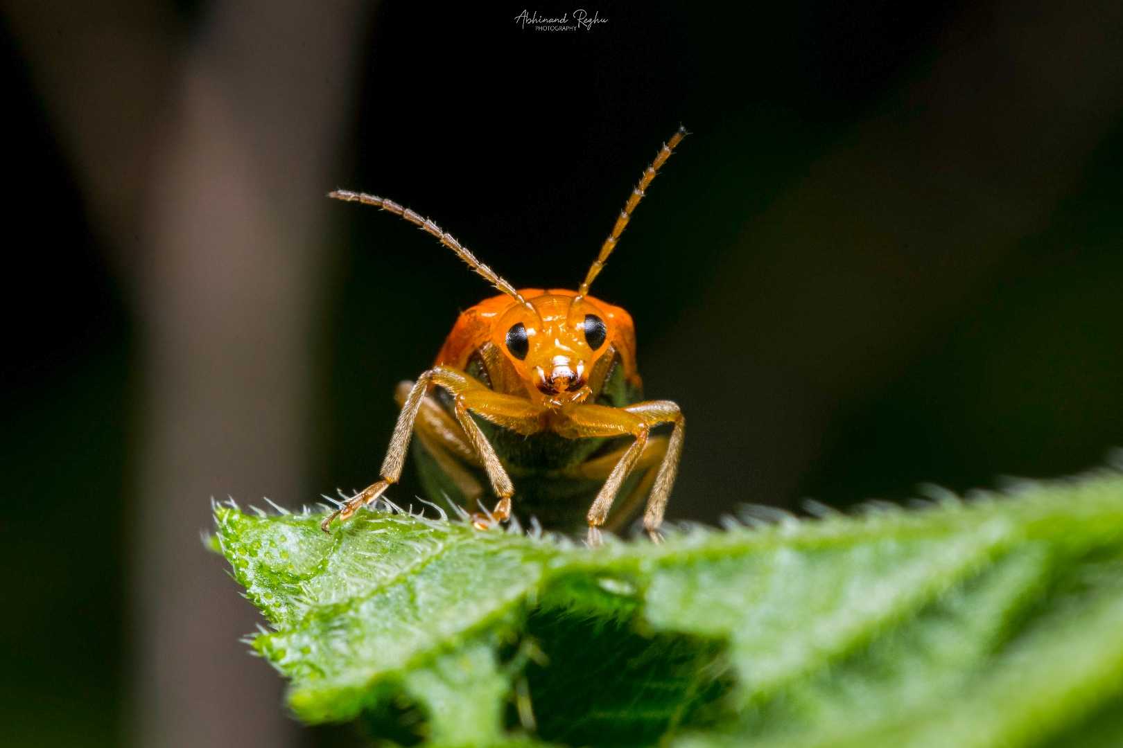 Pumpkin Beetle 🐞