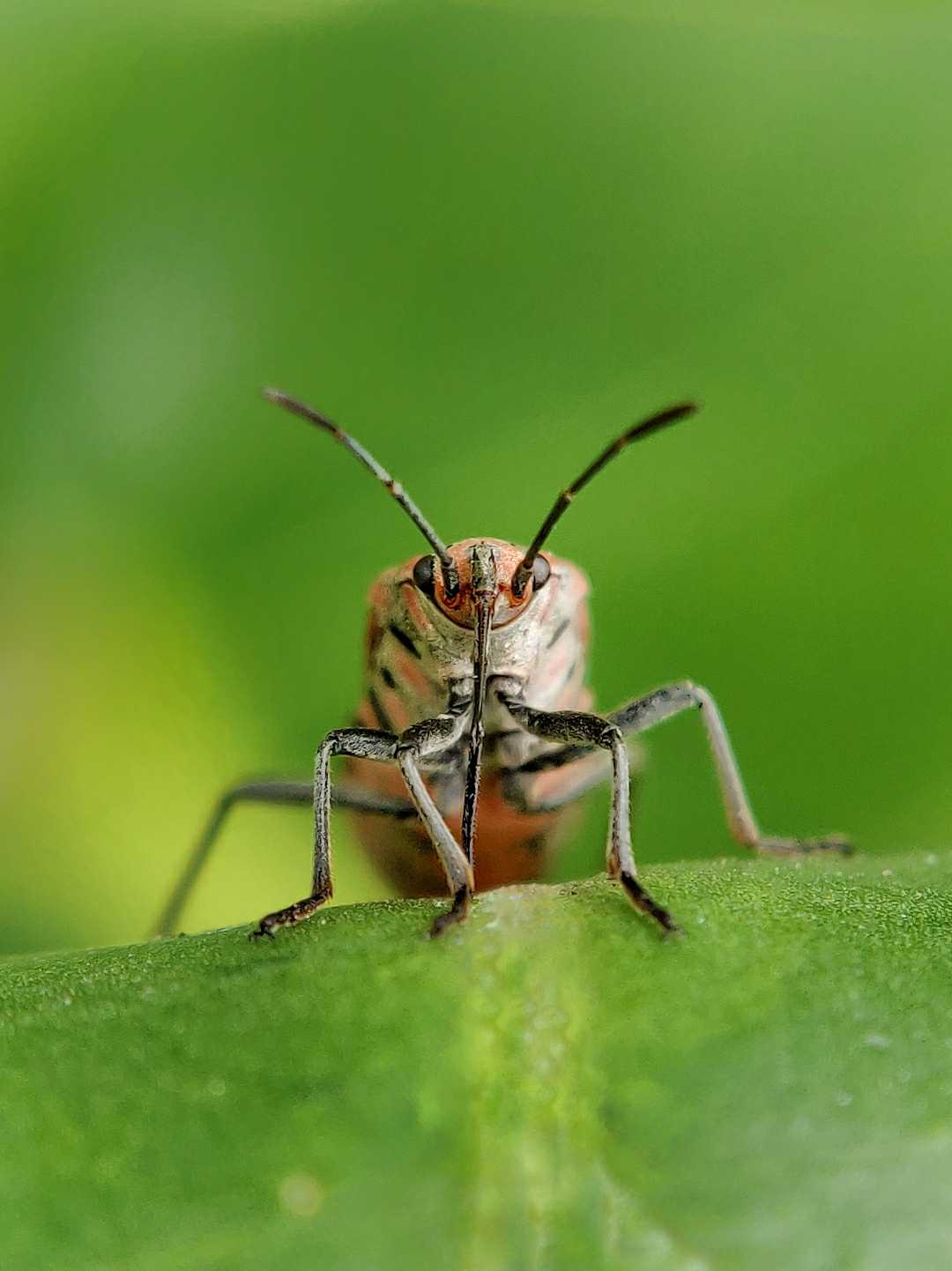 Insect 