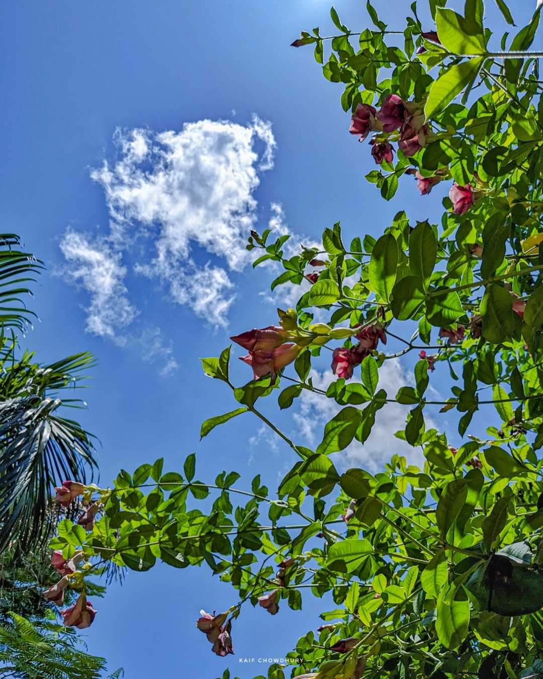  Tell me something nice, like flowers and sky 🌼♥️