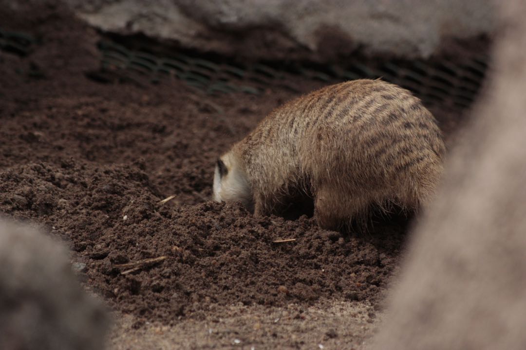 Suricatas / Meerkats