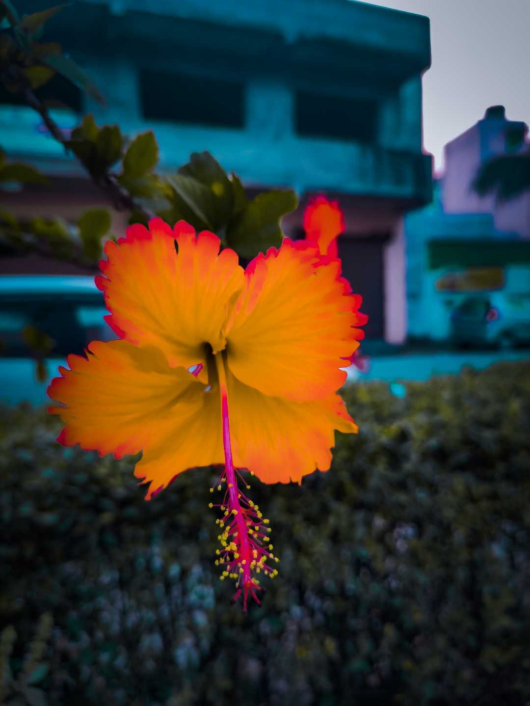 🌸🌸