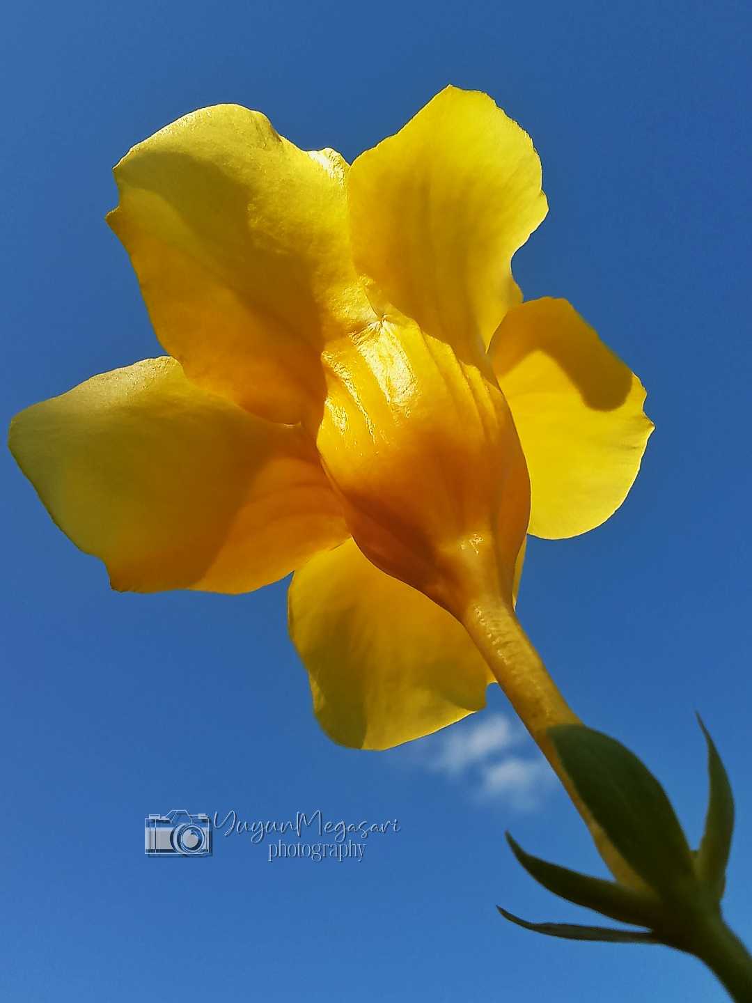 Bunga Allamanda / Terompet kuning emas